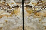 Tall, Petrified Wood Bookends - Washington #166078-2